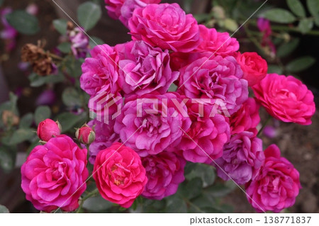 rose plant on farm for harvest are cash crops 138771837