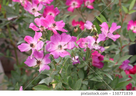 rose plant on farm for harvest are cash crops 138771839