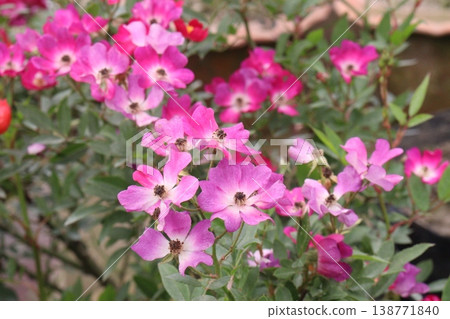 rose plant on farm for harvest are cash crops rose plant on farm for harvest are cash crops 138771840