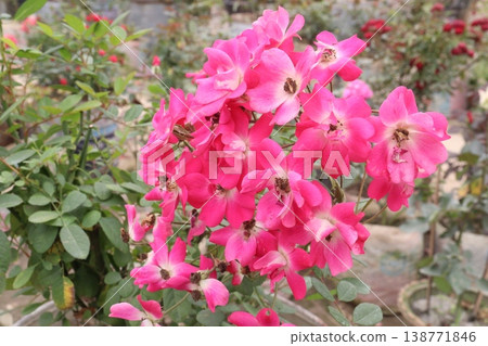 rose plant on farm for harvest are cash crops 138771846