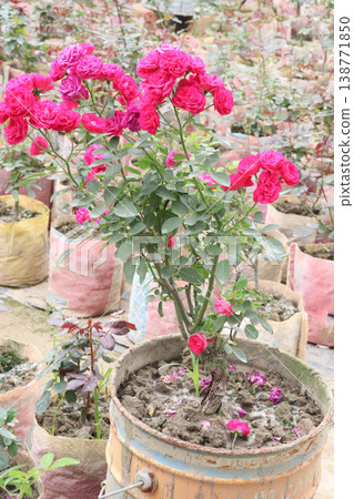 rose plant on farm for harvest are cash crops rose plant on farm for harvest are cash crops 138771850