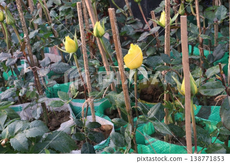 rose plant on farm for harvest are cash crops 138771853