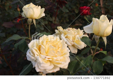 rose plant on farm for harvest are cash crops rose plant on farm for harvest are cash crops 138771892