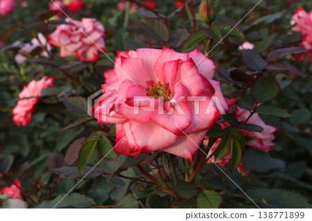 rose plant on farm for harvest are cash crops rose plant on farm for harvest are cash crops 138771899