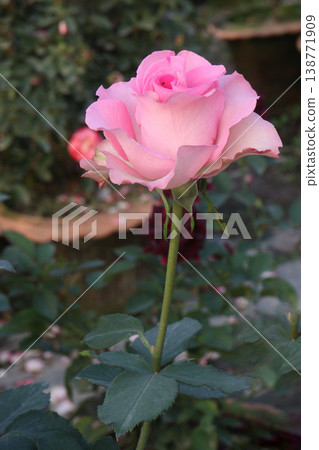 rose plant on farm for harvest are cash crops 138771909