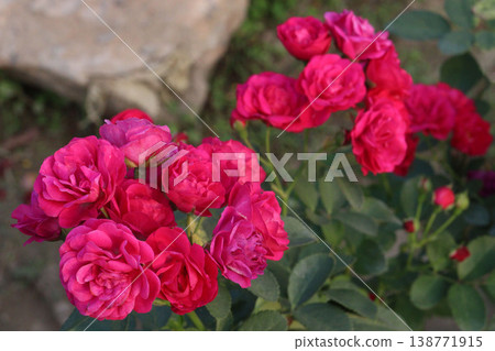 rose plant on farm for harvest are cash crops rose plant on farm for harvest are cash crops 138771915