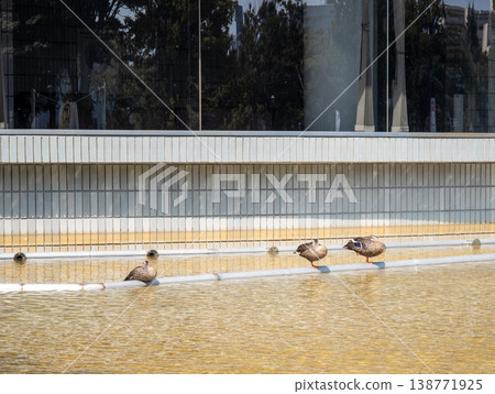 Ducks lined up on a pipe by the water's edge Ducks lined up on a pipe by the water's edge 138771925