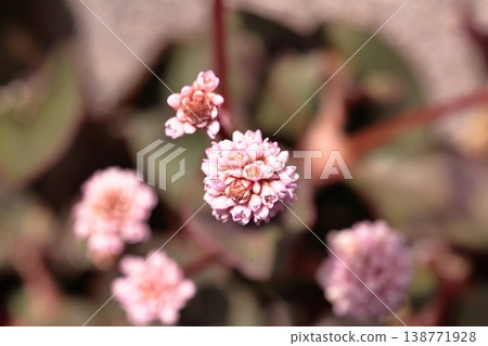 一朵小花，讓人聯想到金平糖（日本糖果）。 138771928