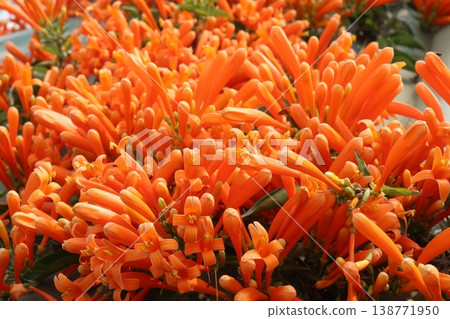 Pyrostegia venusta, flame vine or orange trumpet vine flower plant Pyrostegia venusta, flame vine or orange trumpet vine flower plant 138771950