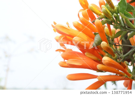 Pyrostegia venusta, flame vine or orange trumpet vine flower plant Pyrostegia venusta, flame vine or orange trumpet vine flower plant 138771954
