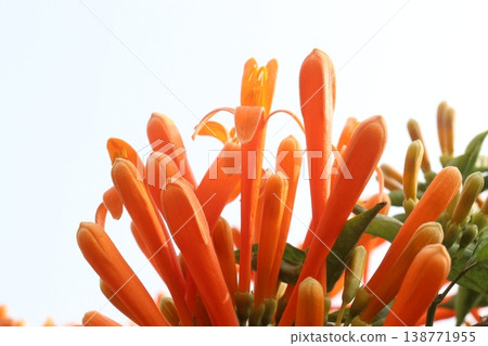 Pyrostegia venusta, flame vine or orange trumpet vine flower plant Pyrostegia venusta, flame vine or orange trumpet vine flower plant 138771955