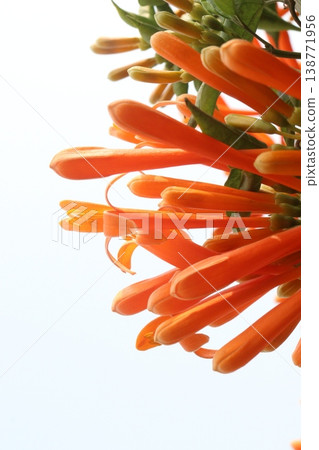 Pyrostegia venusta, flame vine or orange trumpet vine flower plant Pyrostegia venusta, flame vine or orange trumpet vine flower plant 138771956