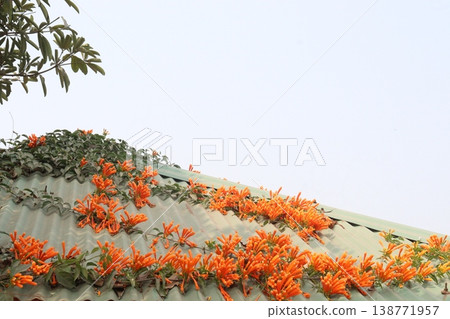 Pyrostegia venusta, flame vine or orange trumpet vine flower plant Pyrostegia venusta, flame vine or orange trumpet vine flower plant 138771957