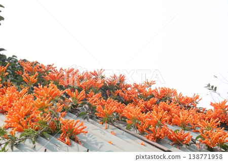 Pyrostegia venusta, flame vine or orange trumpet vine flower plant 138771958