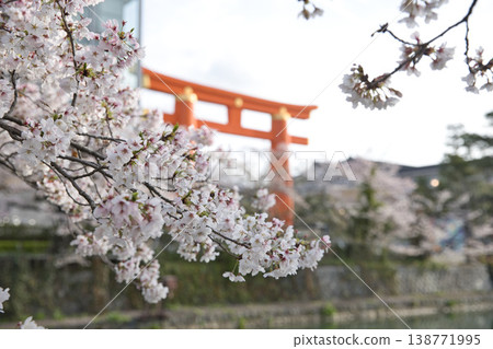 京都的春天:岡崎運河、盛開的櫻花和高大的鳥居(6) 京都的春天:岡崎運河、盛開的櫻花和高大的鳥居(6) 138771995