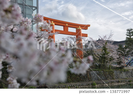 京都的春天:岡崎運河、盛開的櫻花和高大的鳥居(4) 京都的春天:岡崎運河、盛開的櫻花和高大的鳥居(4) 138771997