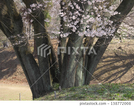 Single Cherry Tree - The large trunk of the Ujikuni Cherry Tree at Hachigata Castle Ruins (March 2026) Single Cherry Tree - The large trunk of the Ujikuni Cherry Tree at Hachigata Castle Ruins (March 2026) 138772008