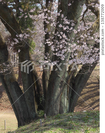 Single Cherry Tree - The large trunk of the Ujikuni Cherry Tree at Hachigata Castle Ruins (March 2026) Single Cherry Tree - The large trunk of the Ujikuni Cherry Tree at Hachigata Castle Ruins (March 2026) 138772009