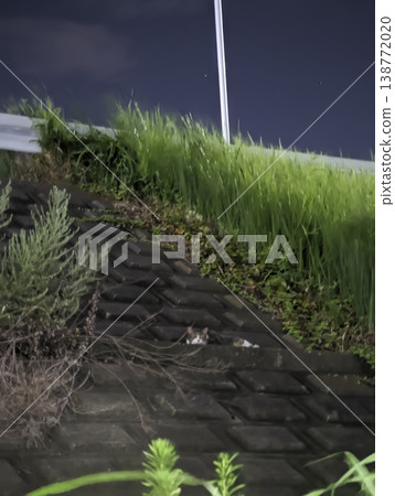 A cat hiding in the bushes at night A cat hiding in the bushes at night 138772020