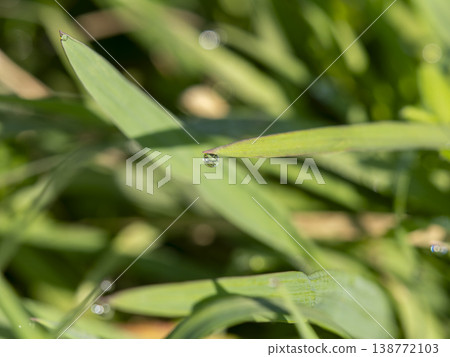 田野裡的植物被晨露弄濕 138772103