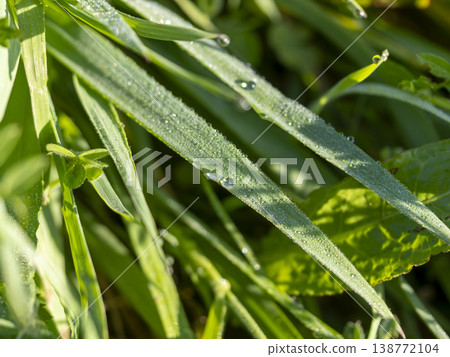 田野裡的植物被晨露弄濕 田野裡的植物被晨露弄濕 138772104