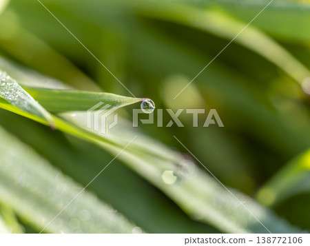 田野裡的植物被晨露弄濕 138772106