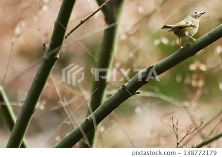 A goldcrest perched on a branch: a close-up nature photograph. A goldcrest perched on a branch: a close-up nature photograph. 138772179