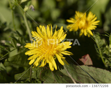 蒲公英的花開在外地 蒲公英的花開在外地 138772208