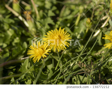 Dandelion flowers blooming in the field Dandelion flowers blooming in the field 138772212