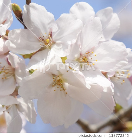 Sakura that shines in the blue sky Somei Yoshino 138772245