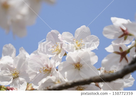 Sakura that shines in the blue sky Somei Yoshino Sakura that shines in the blue sky Somei Yoshino 138772359