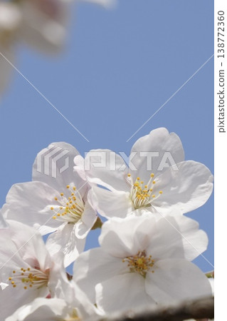 Sakura that shines in the blue sky Somei Yoshino Sakura that shines in the blue sky Somei Yoshino 138772360