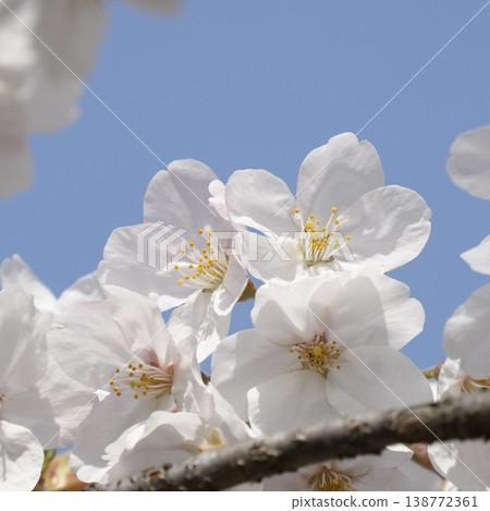 Sakura that shines in the blue sky Somei Yoshino Sakura that shines in the blue sky Somei Yoshino 138772361