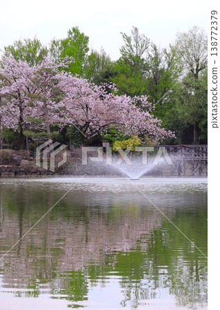 A park with cherry blossoms and a fountain A park with cherry blossoms and a fountain 138772379