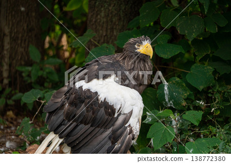 The majestic appearance of the Steller's sea eagle The majestic appearance of the Steller's sea eagle 138772380