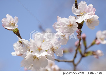 Sakura that shines in the blue sky Somei Yoshino Sakura that shines in the blue sky Somei Yoshino 138772383