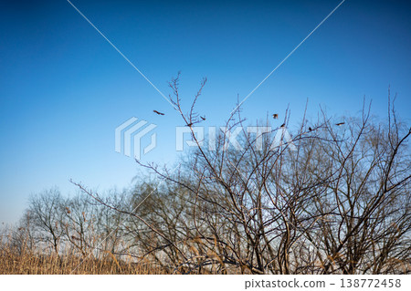 Birds on bare branches against a winter blue sky Birds on bare branches against a winter blue sky 138772458