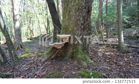 青木原森林中的支架菌(Polyporus scoparius) 青木原森林中的支架菌(Polyporus scoparius) 138772515