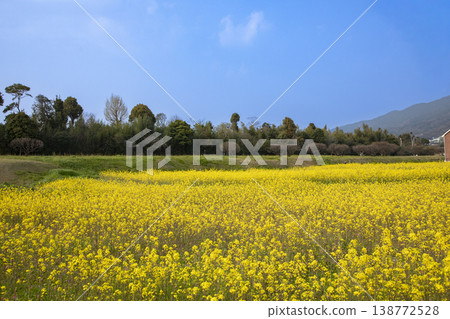 Mizuki Castle Ruins and rapeseed fields in Dazaifu City, Fukuoka Prefecture 138772528