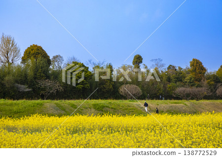 Mizuki Castle Ruins and rapeseed fields in Dazaifu City, Fukuoka Prefecture 138772529