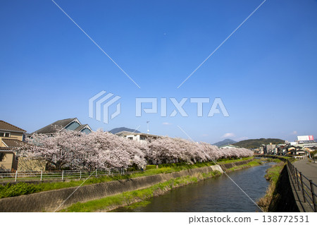 福岡縣太宰府市三笠川河岸，櫻花盛開。 138772531
