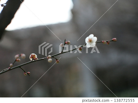 White plum in the garden White plum in the garden 138772555