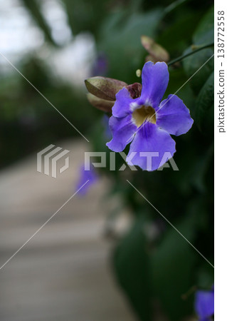 溫室裡的藍色花朵 溫室裡的藍色花朵 138772558