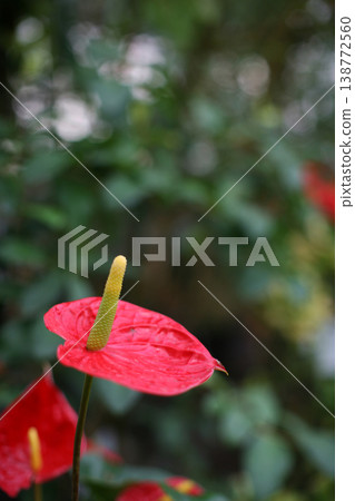 紅掌的紅花 138772560
