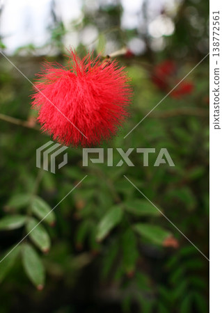 Flower of the Rhododendron Flower of the Rhododendron 138772561