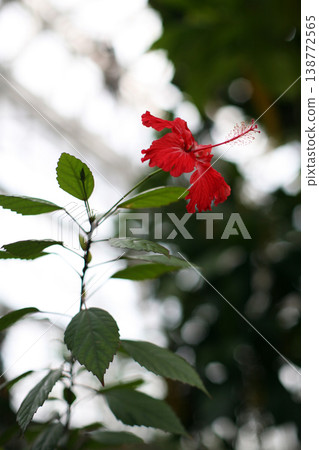 Hibiscus flowers in a greenhouse Hibiscus flowers in a greenhouse 138772565