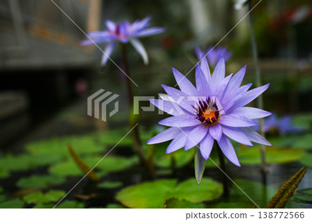 Water lilies floating on the water 138772566