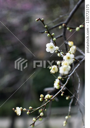 花園裡的白梅 138772575