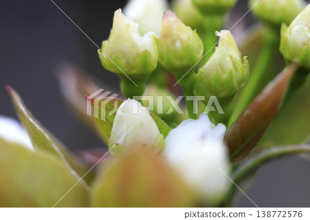 早春時節,梨樹上盛開的白色花蕾。 早春時節,梨樹上盛開的白色花蕾。 138772576