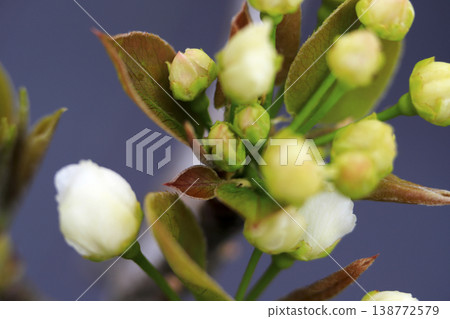 早春時節,梨樹上盛開的白色花蕾。 早春時節,梨樹上盛開的白色花蕾。 138772579